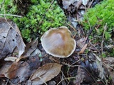 Hygrophorus camarophyllus image