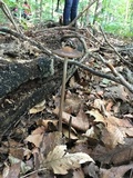 Oudemansiella furfuracea image