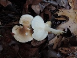 Hygrophorus bakerensis image