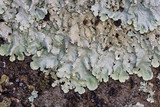 Flavoparmelia baltimorensis image