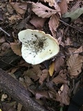 Lactarius piperatus image