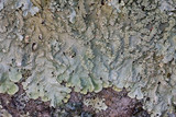 Flavoparmelia baltimorensis image