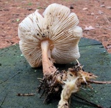 Rhodocollybia butyracea image