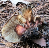 Lactarius vinaceorufescens image