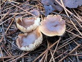 Rhodocollybia butyracea image