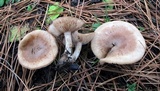 Hebeloma excedens image