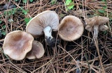 Hebeloma excedens image