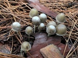 Mycena griseoviridis image