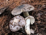 Tricholoma portentosum image