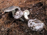 Tricholoma portentosum image