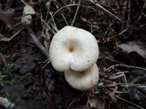 Clitocybe eccentrica image