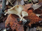 Clitocybe eccentrica image