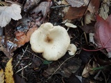 Clitocybe eccentrica image