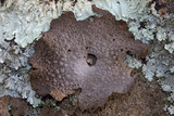 Lasallia papulosa image