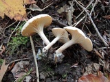 Clitocybe eccentrica image
