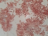 Lepiota griseovirens image