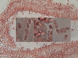 Lepiota griseovirens image