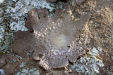 Lasallia papulosa image