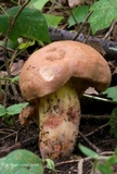 Butyriboletus taughannockensis image