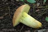 Butyriboletus taughannockensis image