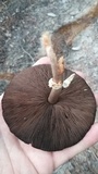 Agaricus impudicus image