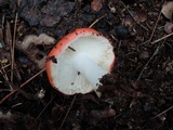 Russula silvestris image