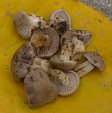 Hebeloma excedens image