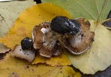 Hebeloma crustuliniforme image