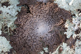 Lasallia papulosa image