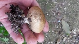 Scleroderma areolatum image