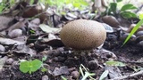 Scleroderma areolatum image