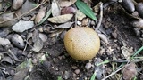 Scleroderma areolatum image