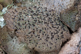 Lasallia papulosa image