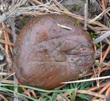Suillus luteus image