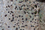 Lasallia papulosa image