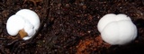 Redeckera fulvum image