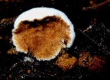 Redeckera fulvum image