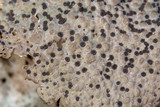 Lasallia papulosa image