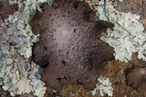 Lasallia papulosa image
