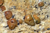 Acarospora obpallens image