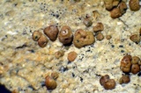 Acarospora obpallens image