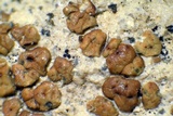 Acarospora obpallens image