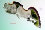 Acarospora obpallens image