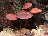 Tubaria punicea image