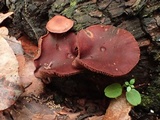 Tubaria punicea image