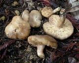 Arcangeliella desjardinii image
