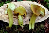 Hygrocybe virescens image