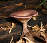 Panus conchatus image