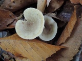 Lactarius cinereus image