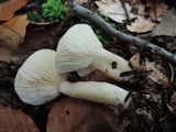 Lactarius cinereus image